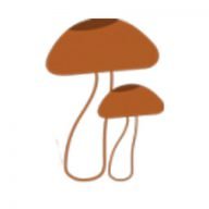 Ndaka Mushrooms
