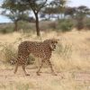 N/a'an ku sê Wildlife Experience