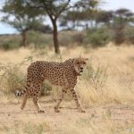 N/a'an ku sê Wildlife Experience
